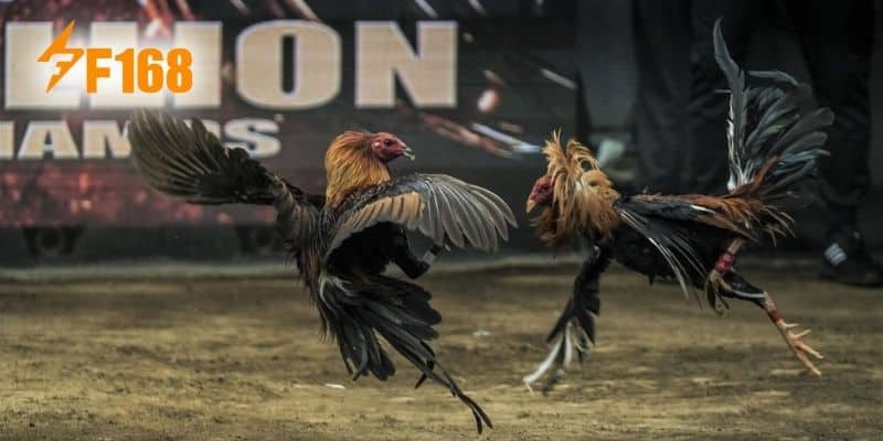Bí quyết đá gà “hốt” sạch tiền nhà cái