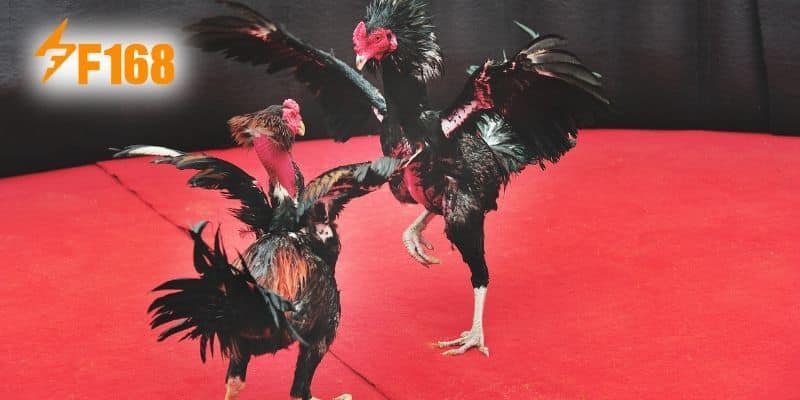 Cách Chọn Gà Đá Được Chia Sẻ Từ Sư Kê Nhà Cái F168