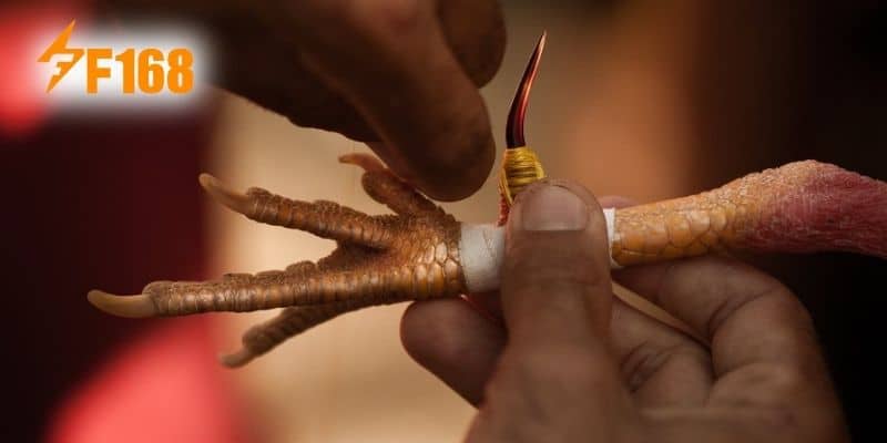 Tìm Hiểu Đá Gà Cựa Sắt F168 Với Các Thành Viên Mới
