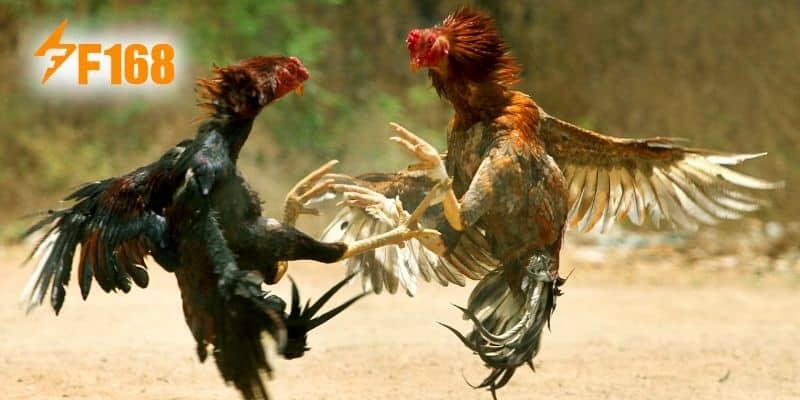 Đá gà F168 - Sân chơi hấp dẫn top 1 hiện nay cho bạn