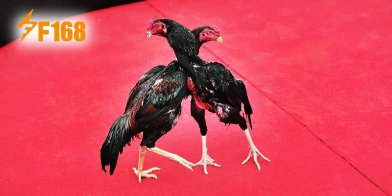 Đá Gà Thomo F168 Và Những Kinh Nghiệm Chơi Luôn Thắng