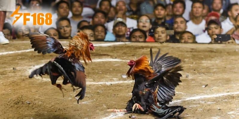Đánh giá chi tiết về trang đá gà online F168 mà thành viên cần nắm