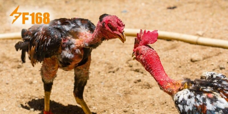 Một số kinh nghiệm chơi đá gà Thomo tại F168