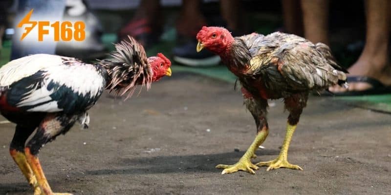 Tổng quan chọi kê cựa sắt hấp dẫn cho thành viên