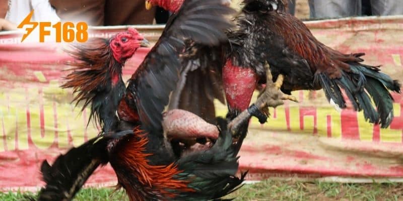 Trang Đá Gà Online F168 - Đánh Giá Trang Chọi Kê Uy Tín