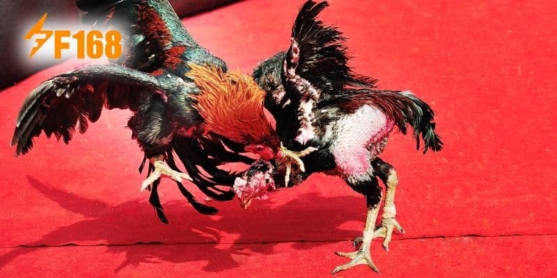 Yếu tố đánh giá gà chọi đá hay bạn cần nắm